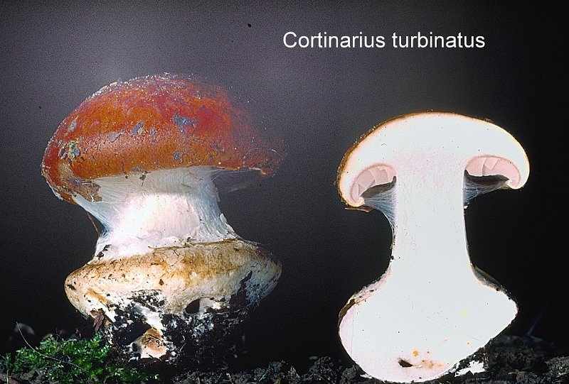Cortinarius turbinatus-amf702.jpg - Cortinarius turbinatus ; Syn: Phlegmacium turbinatum ; Nom français: Cortinaie turbiné